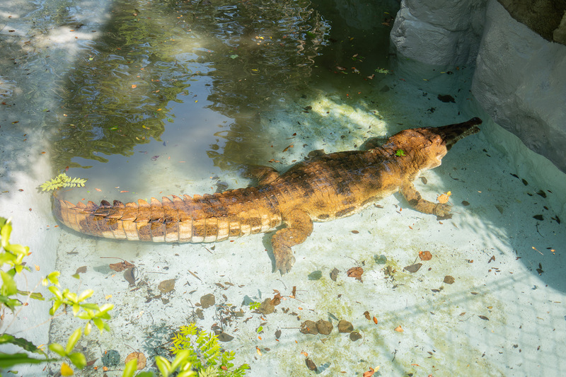 巨型馬來長吻鱷「酷龍」搬家 北市動物園趁勢健檢