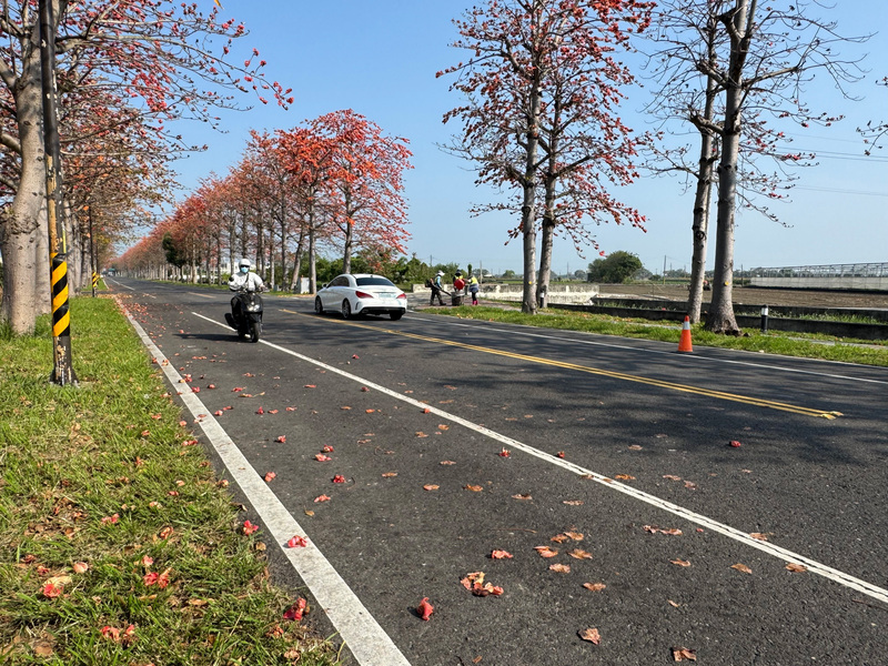 縣道145雲林最美木棉花道盛開 縣府每天撿花防意外