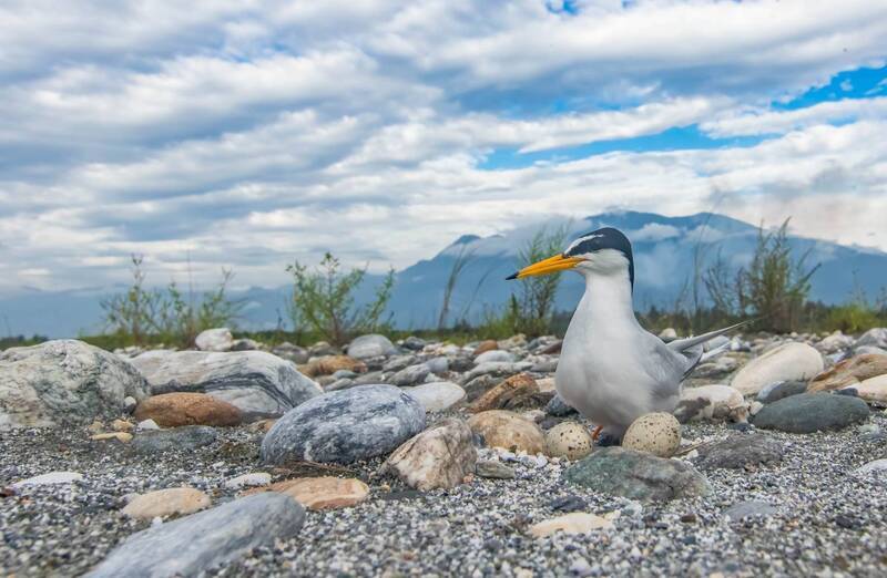 小燕鷗將來台築夏日樂園 海保署籲一同守護