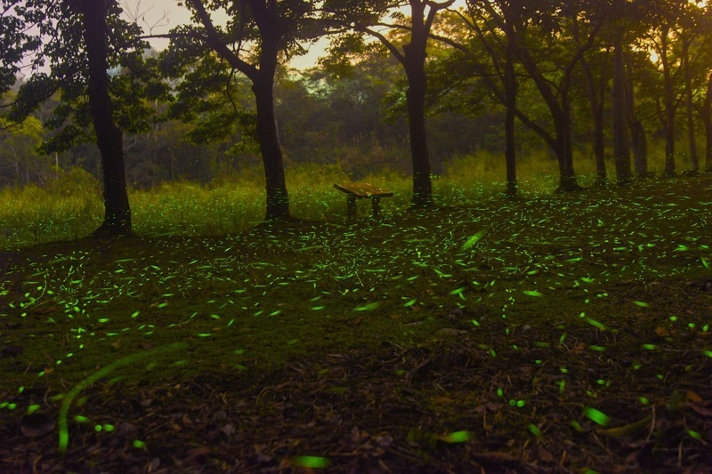 日月潭夜賞螢火蟲 白天探索生態、SUP立槳遊湖