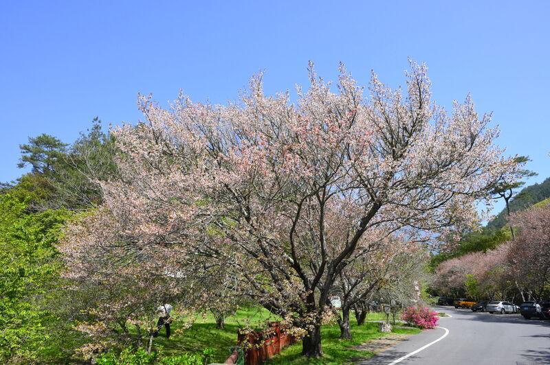 武陵農場晚櫻盛開 麗寶賽車場孩童體驗自駕樂趣