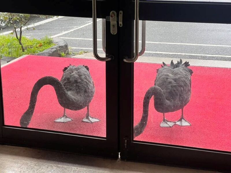 早餐忘了餵 武陵農場2隻黑天鵝敲門討飼料