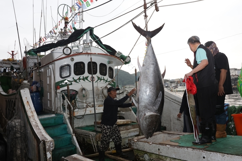 2025全國第一鮪蘇澳拍賣 總價逾166萬元