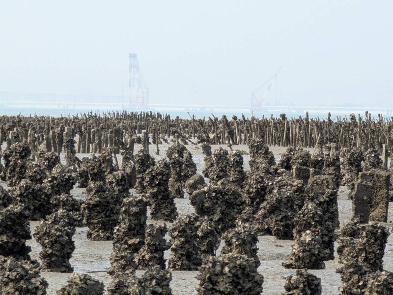 金門古寧頭石蚵歉收 金寧鄉仍辦活動推廣蚵田文化