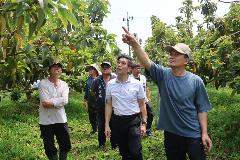 屏東酪梨落果嚴重 初估結果率不到2成