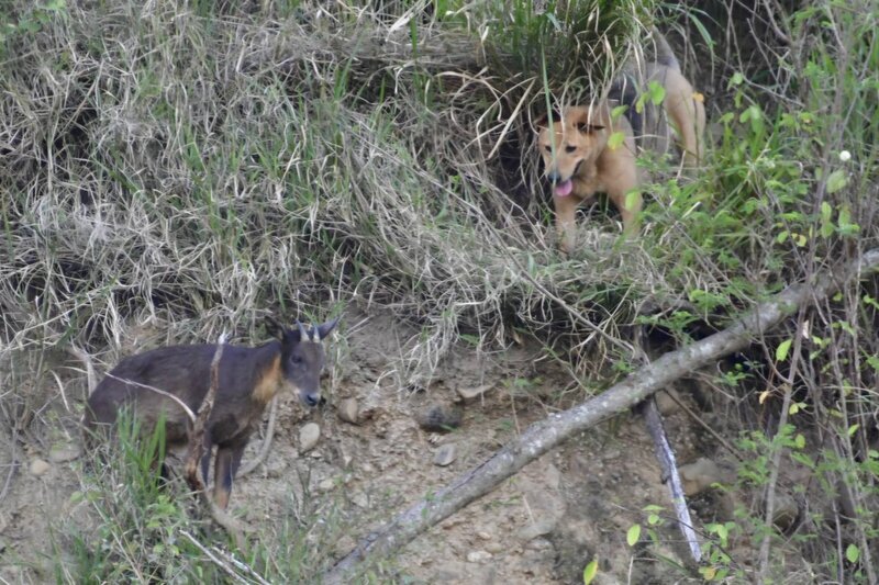 台灣野山羊誤入台東市鯉魚山 遭野狗追捕5小時
