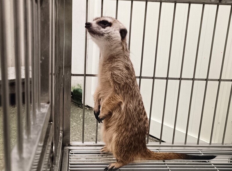 狐獴三芝迷路探頭探腦 新北動保處帶回協尋飼主