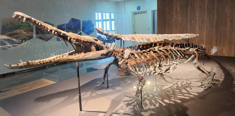 澎湖化石館開幕 展出國寶級潘氏澎湖鱷化石