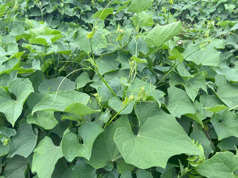 花蓮吉安四寶之一龍鬚菜盛產期 農糧署推產履加值