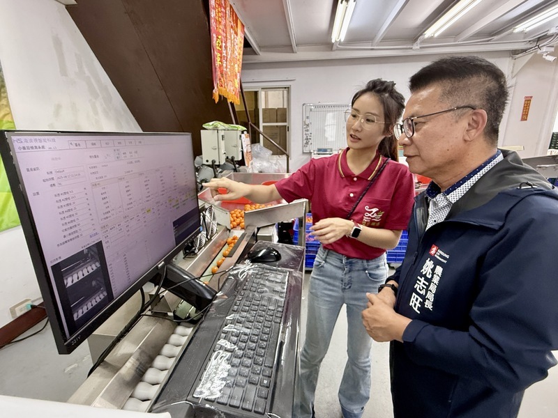 高雄導入AI挑選小番茄 人力減半、效率增5成