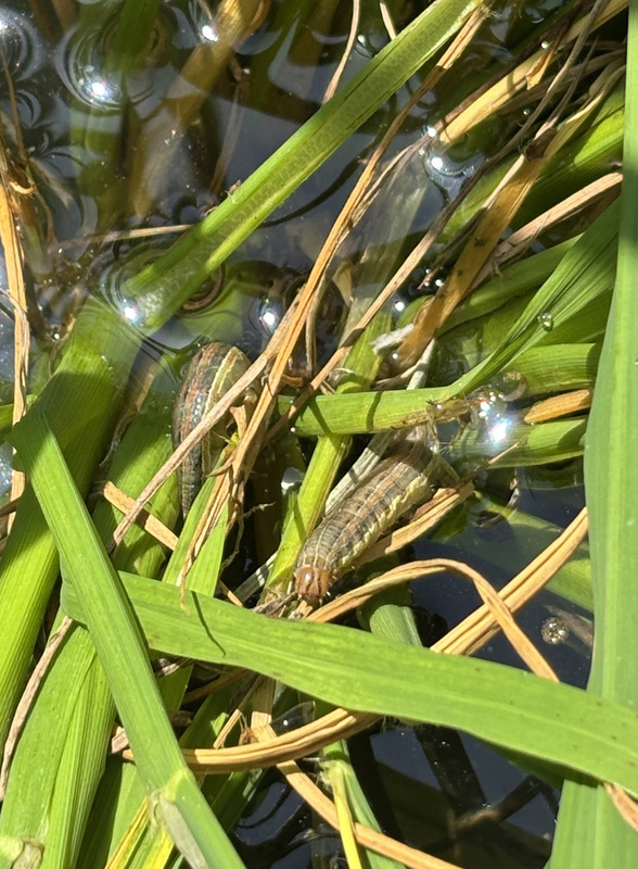 台東縱谷水稻發現分秘夜蛾危害 農改場籲農友防範