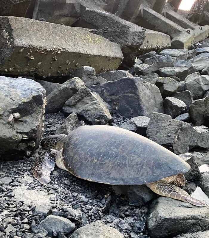 綠蠵母龜擱淺消波塊間 七美島總動員救援送觀察