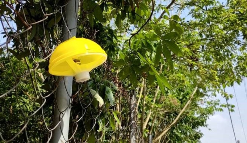 高雄水果產區高掛鮮黃誘殺器 防範果實蠅危害