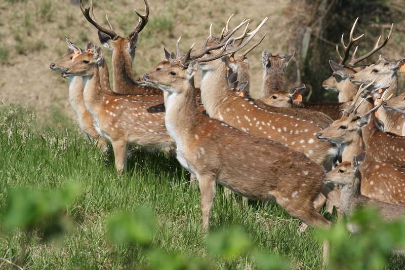 墾丁撿鹿角引議 2區域不能撿保七警將釐清