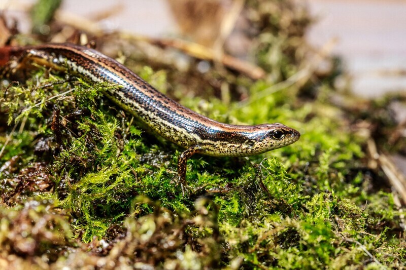 台師大命名特有種「呂賴氏蜓蜥」 表彰2學者貢獻