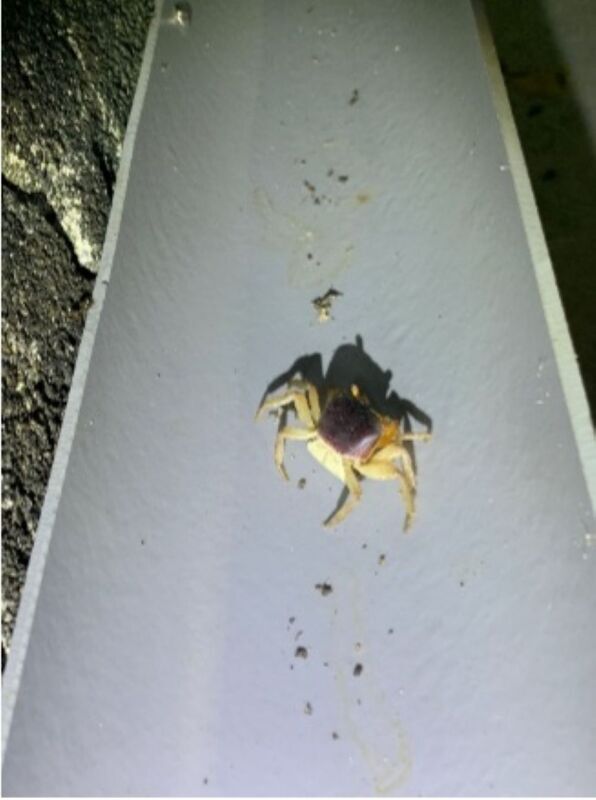 用水管涵洞引導設施減綠島陸蟹路殺 登國際期刊