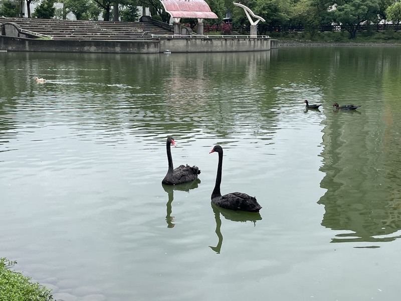 台中秋紅谷黑天鵝家族興旺 2隻贈台北大學迎新生