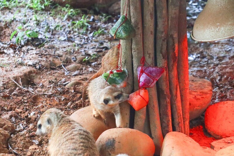 六福村打造水果冰粽 動物共迎端午