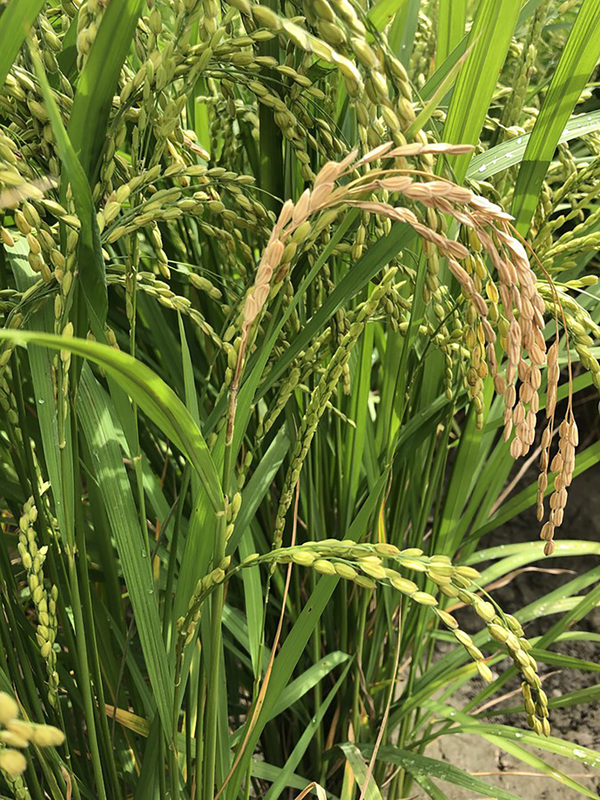 抽穗逢氣候不穩 台東穗稻熱病及白葉枯病現蹤