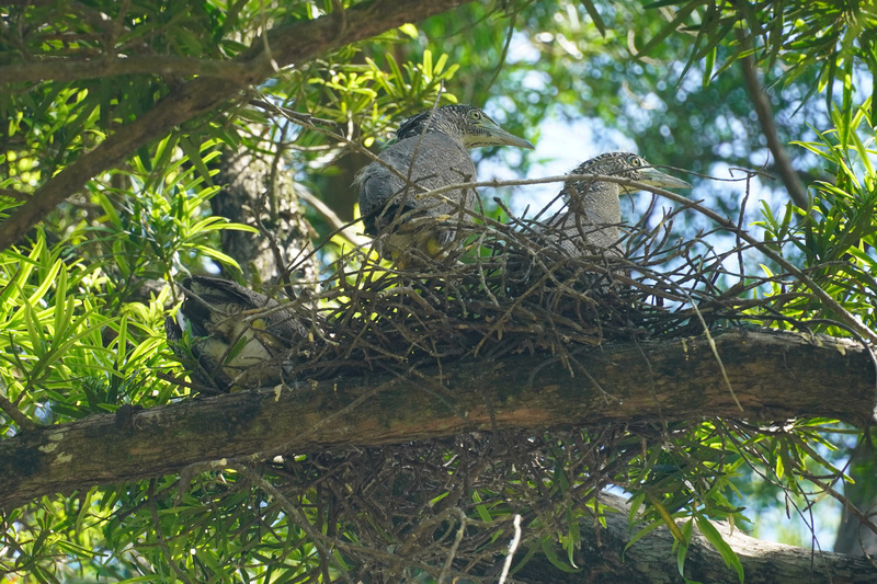 台南水道博物館記錄黑冠麻鷺育雛 3幼鳥羽翼漸豐