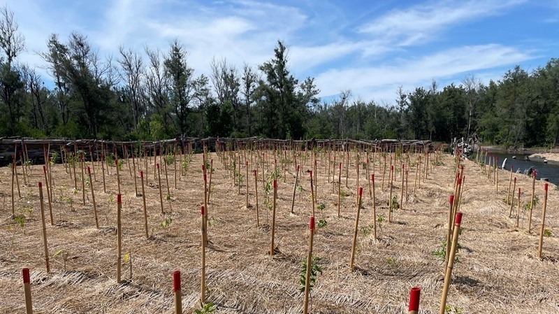 造林新模式 海檬果等耐鹽耐淹樹種復育劣化地