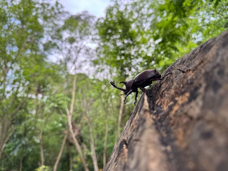 高雄烏山頂泥火山獨角仙活躍季節 展現豐富生態