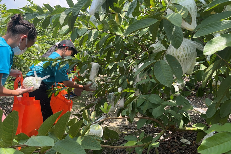 台南芭樂種植面積全台第2 市府推食農體驗助行銷