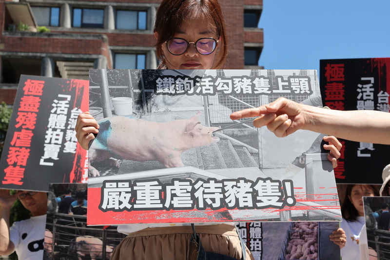 動保團體批活體豬拍賣虐待 籲推屠體評級交易
