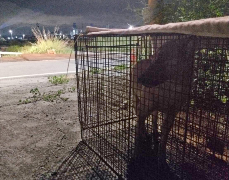 高雄翁海泳疑遭野狗追咬亡 當地114年已捕51隻