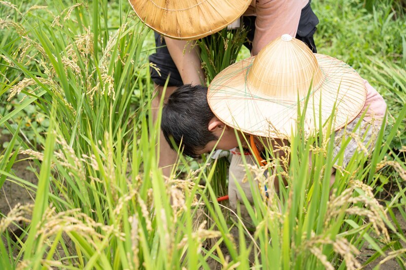 北市動物園「呷好稻香報」 親子體驗收割農活