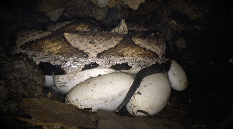 林保署台中分署分享百步蛇野外護卵 邀民眾觀賞影片