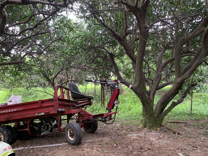 整理果園釀悲劇 苗栗三灣老農遭夾困果樹送醫不治