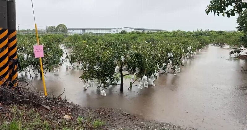 連日豪雨淹農田 台東農改場籲搶收有價值蔬菜