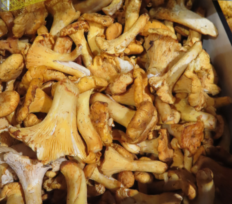 羅馬尼亞進口黃蘑菇輻射超標 遭邊境攔截