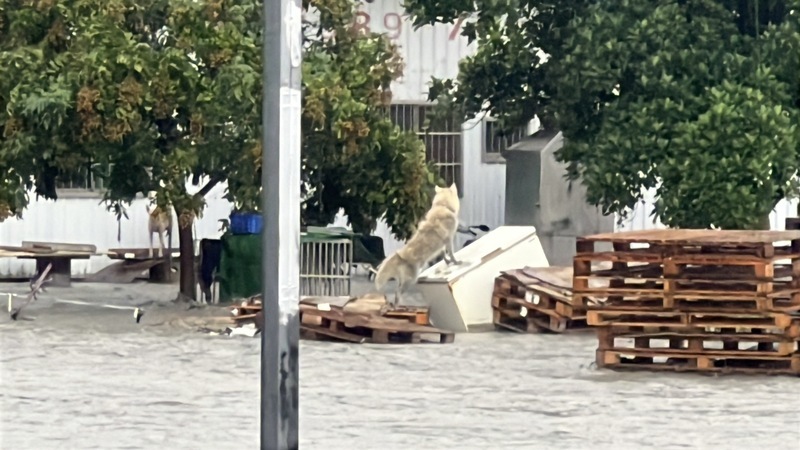 台東金崙溪潰堤 農莊一家7口提前撤離未釀傷亡