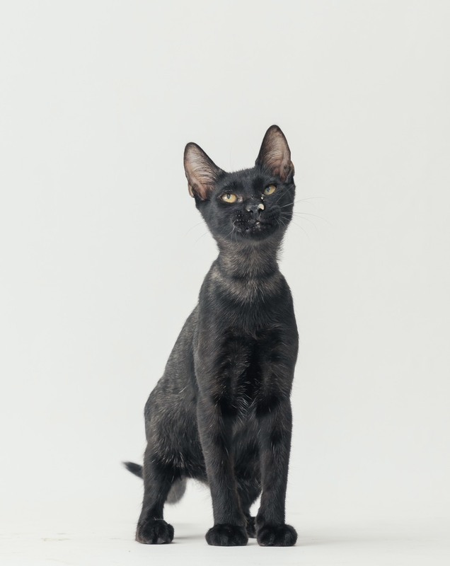 翻轉社會誤解 高市邀領養黑狗黑貓家庭拍溫馨照