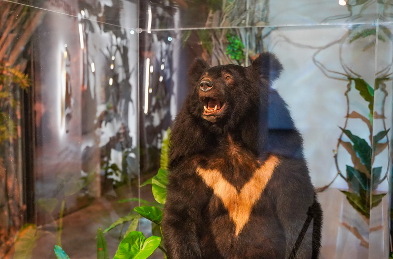 斷腳小黑熊感動人心　宗博館特展延長至年底