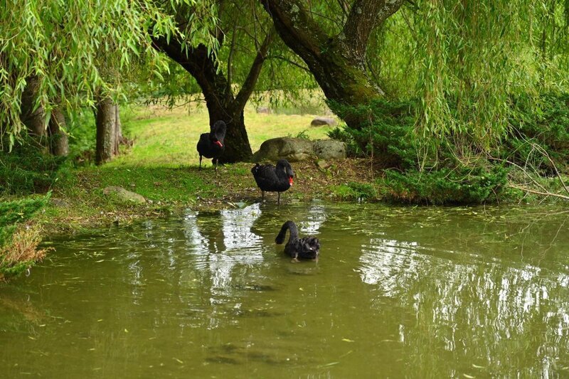 颱風楊柳逼近　武陵農場8/12下午起休園