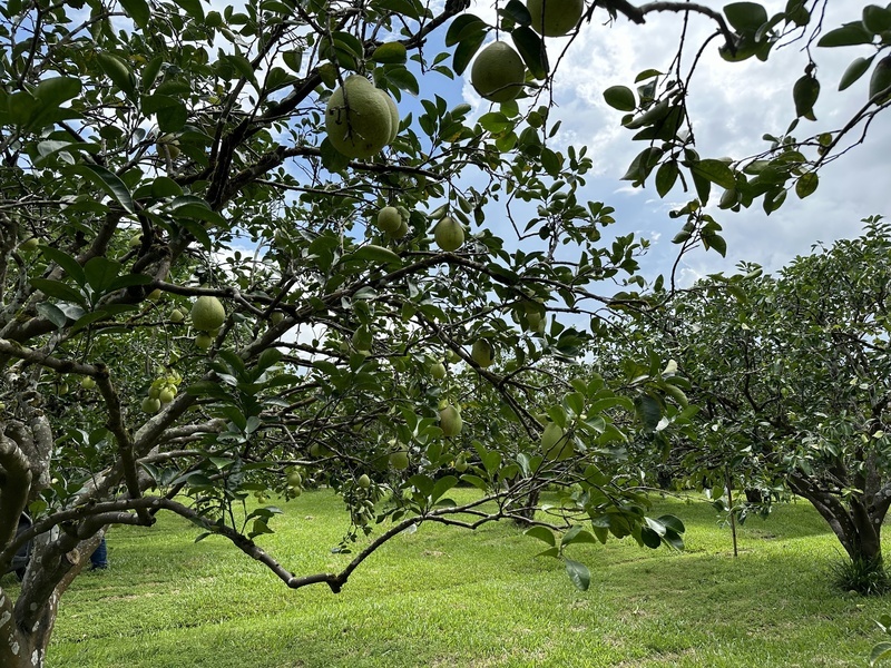 颱風楊柳將襲　花蓮瑞穗文旦柚農保品質不搶收