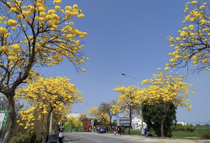 確保路人安全 彰化芬園93株黃金風鈴木9月將移除