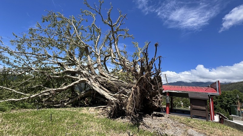 珍貴老樹不敵颱風　台東土地公廟老榕樹保留樹頭