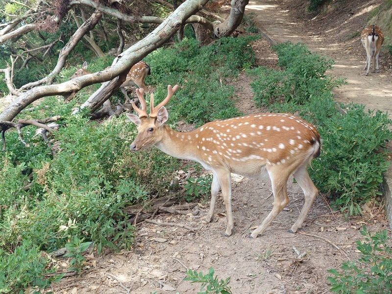 守護梅花鹿家園 遊客助大坵島除5萬外來玉珊瑚