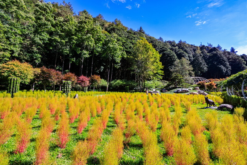 南投杉林溪種6千株波波草　秋季嫣紅美景如秘境