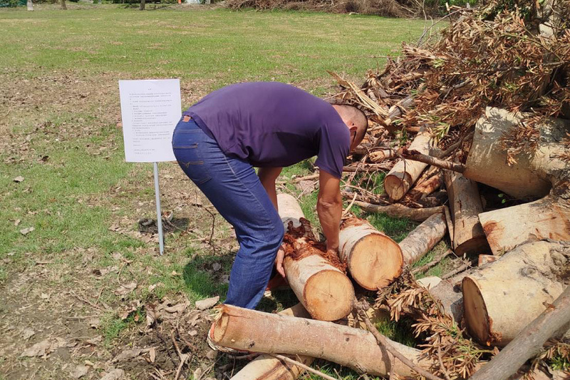 台南風災倒塌樹木 開放民眾撿拾再利用