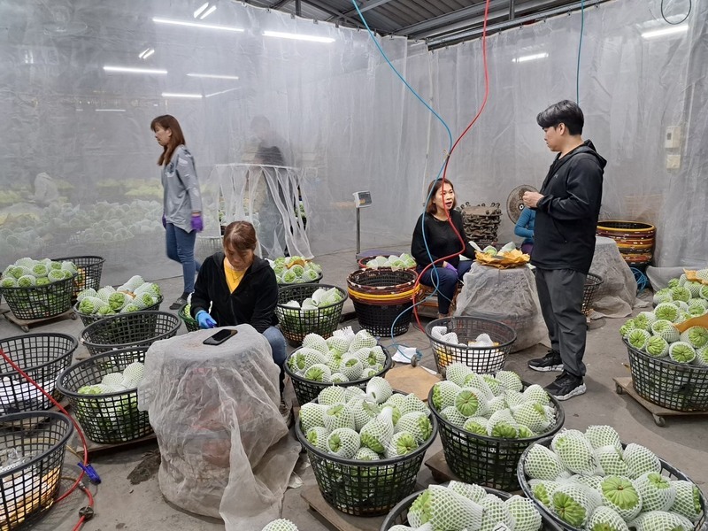 台東鳳梨釋迦擴大出口量能 銷中註冊增49戶85公頃