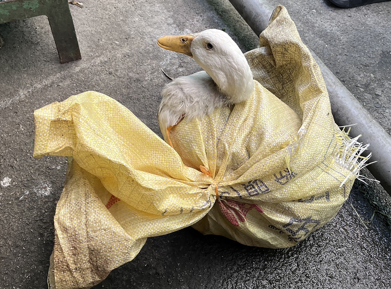 彰化民眾誤認移工袋裝犬貓急報警　打開發現是鴨子