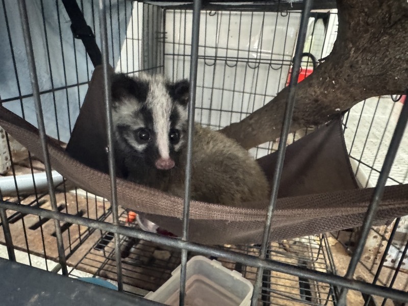 花蓮縣府搶救白鼻心寶寶　送專業救護助重返自然