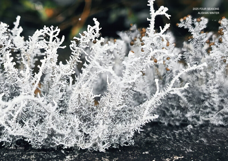 林保署推免費阿里山蕨類微觀之旅　2場次限80人