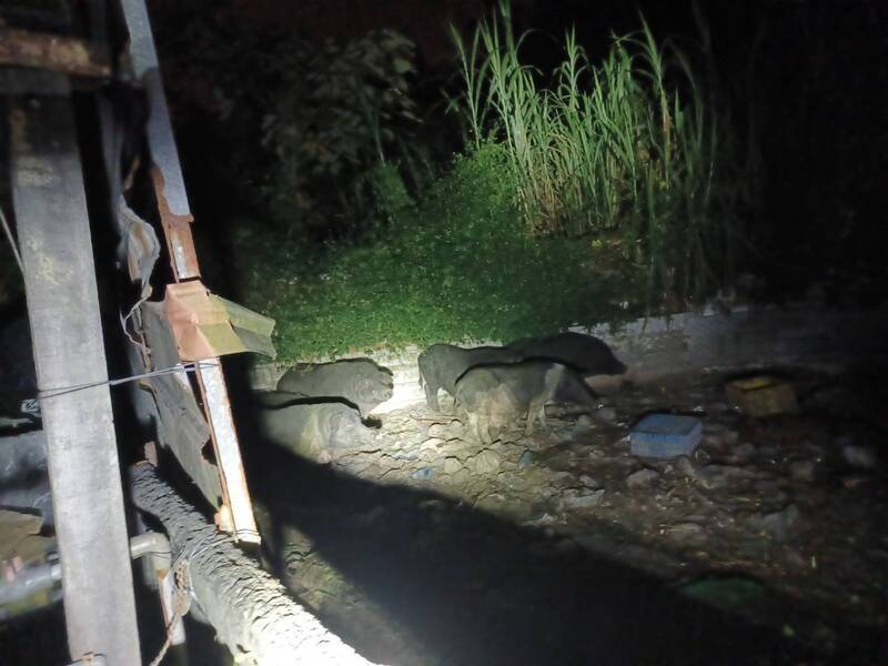 台中山豬場環境糞便採樣　初篩非洲豬瘟皆陰性