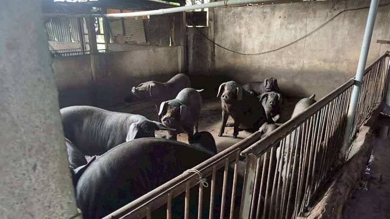 非洲豬瘟疫情衝擊產業 桃市拍板加碼補貼方案